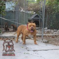 Kelz’ Kennels Manboy