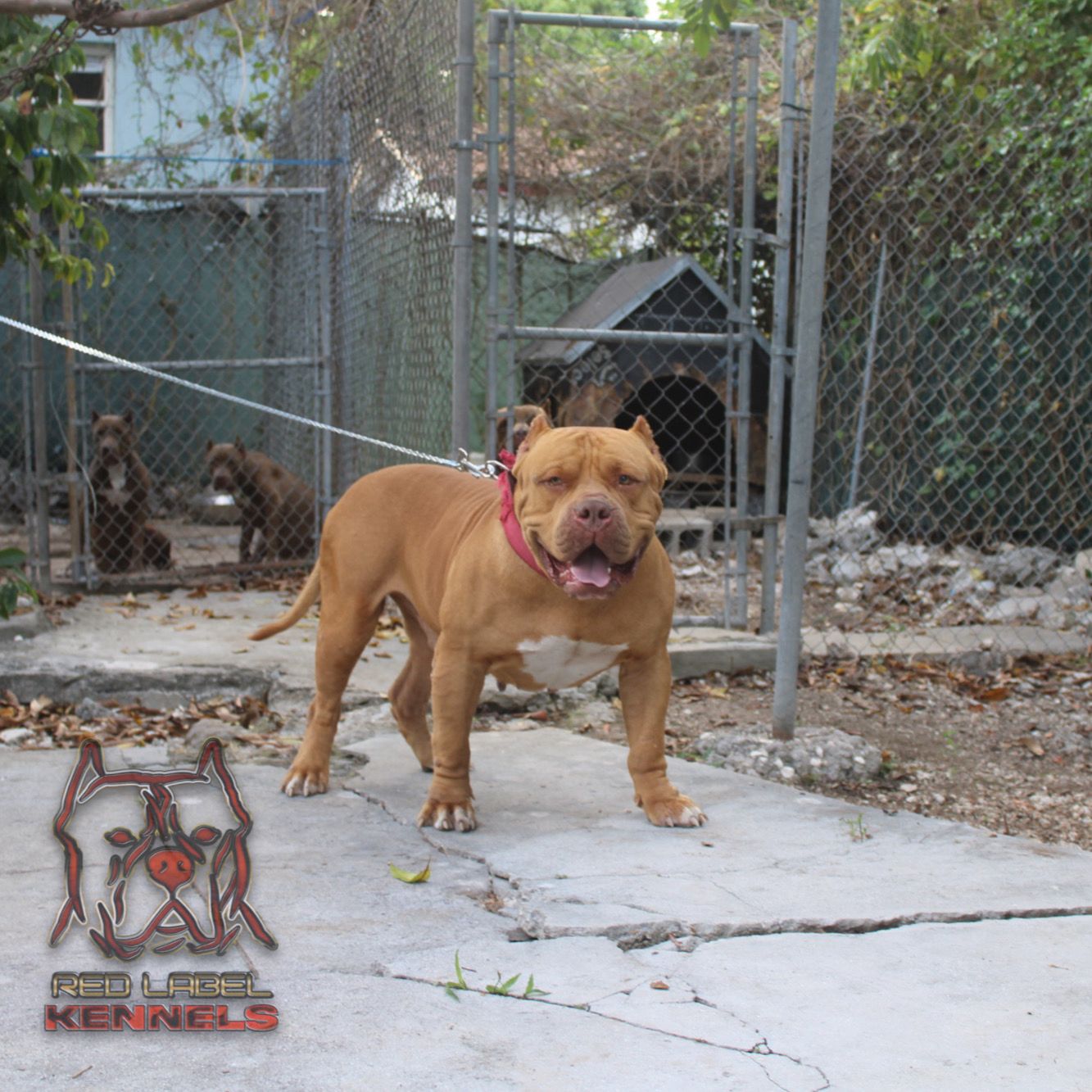 Dog Featured Image
