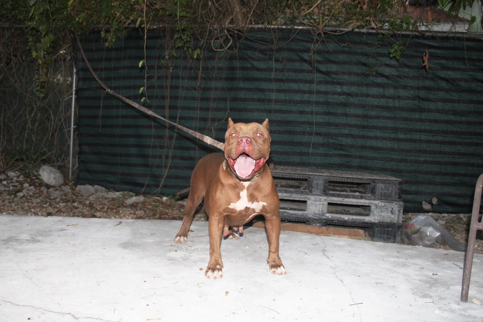 Dog Featured Image