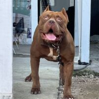 Dog Featured Image