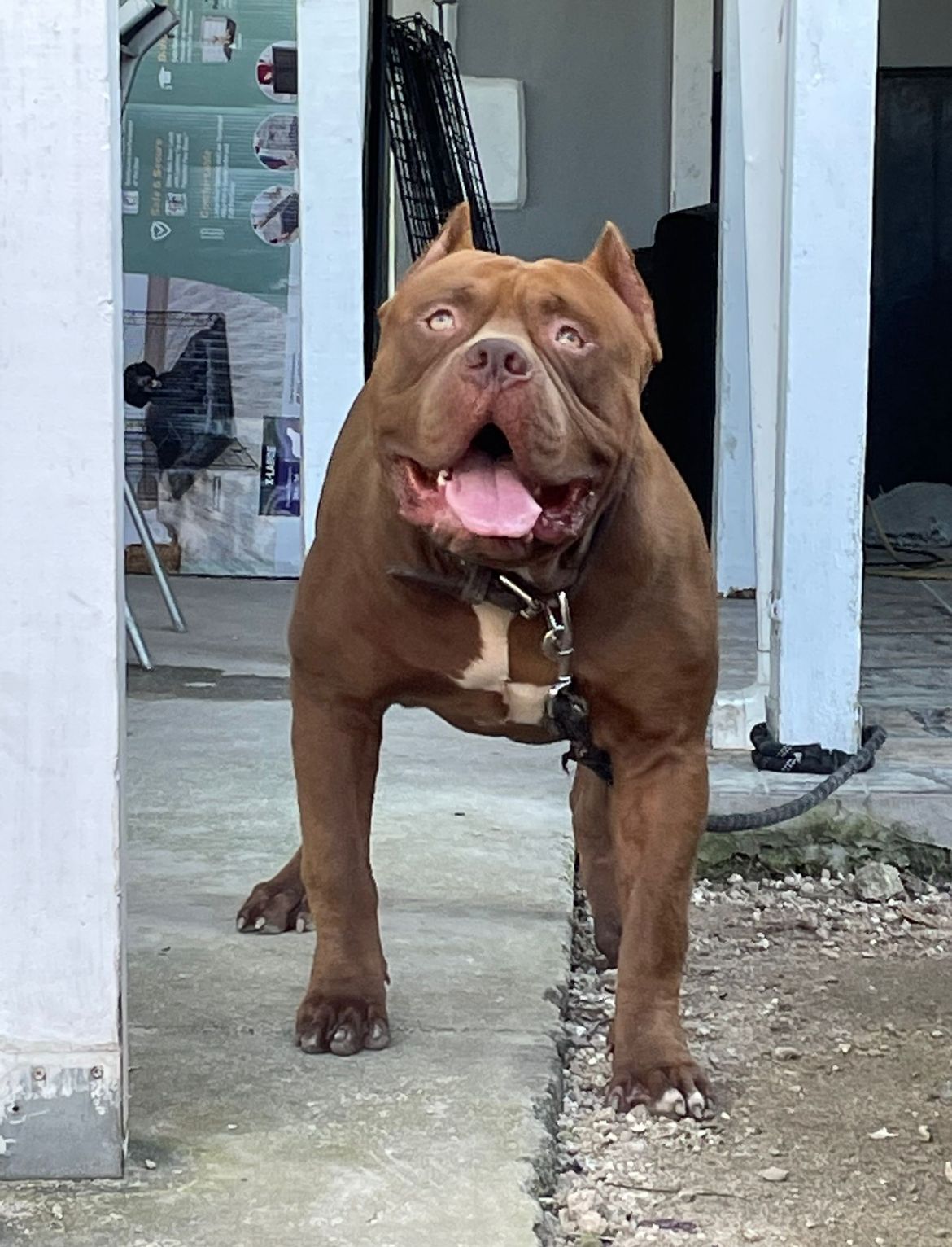 Dog Featured Image