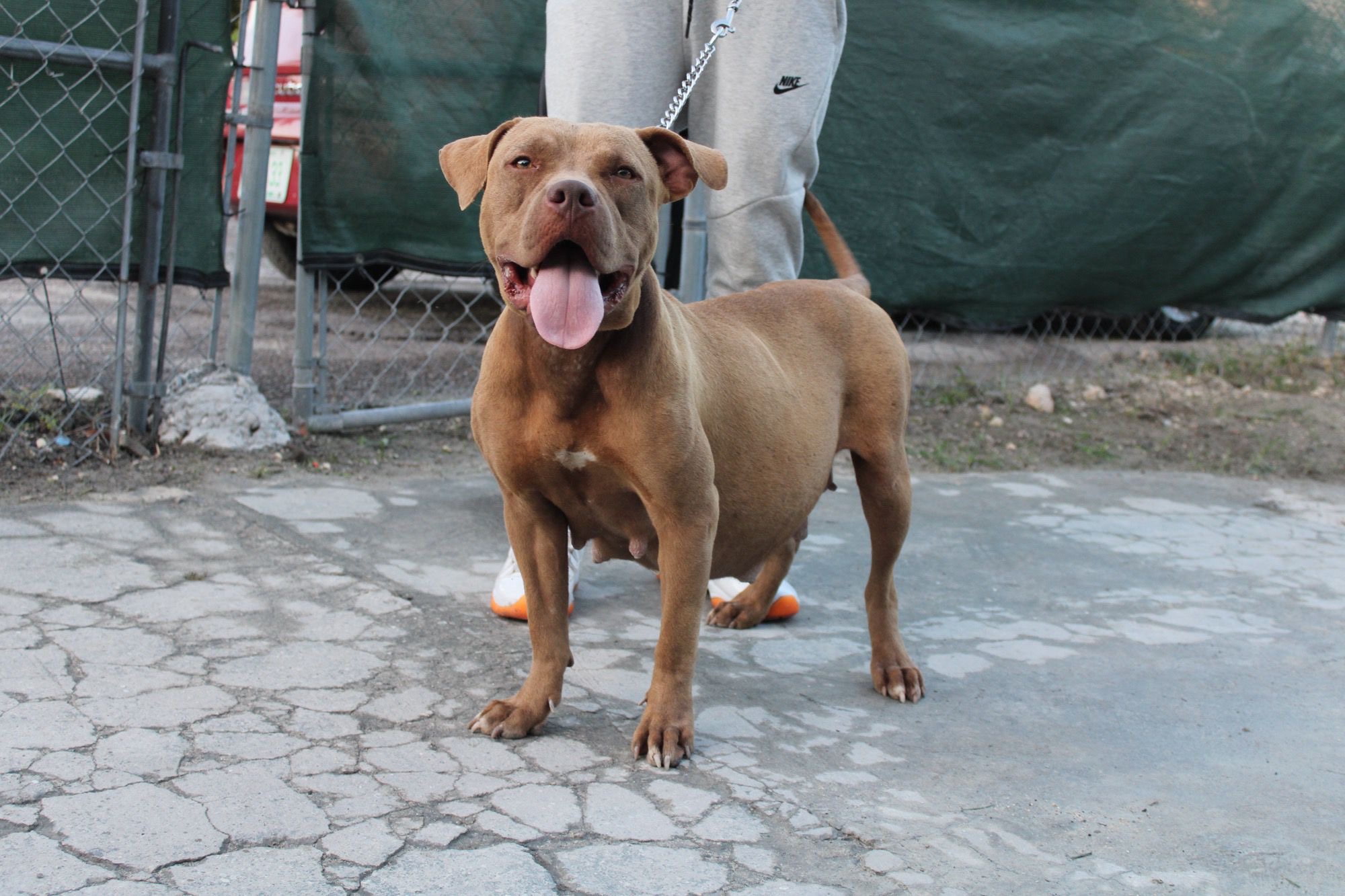 Dog Featured Image