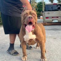 Red Label’s Duke
