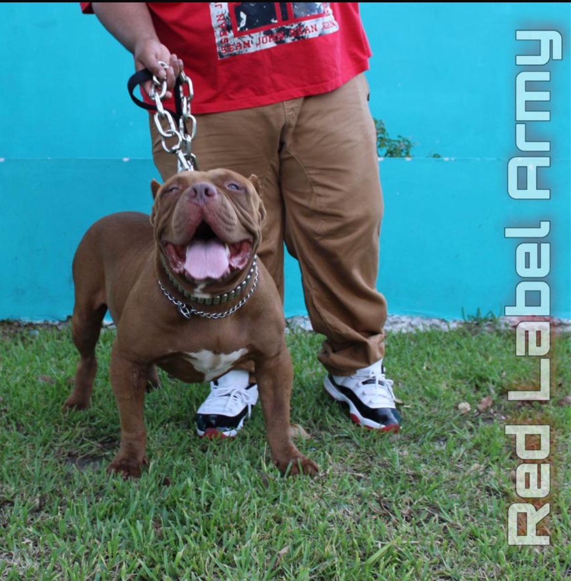 Dog Featured Image