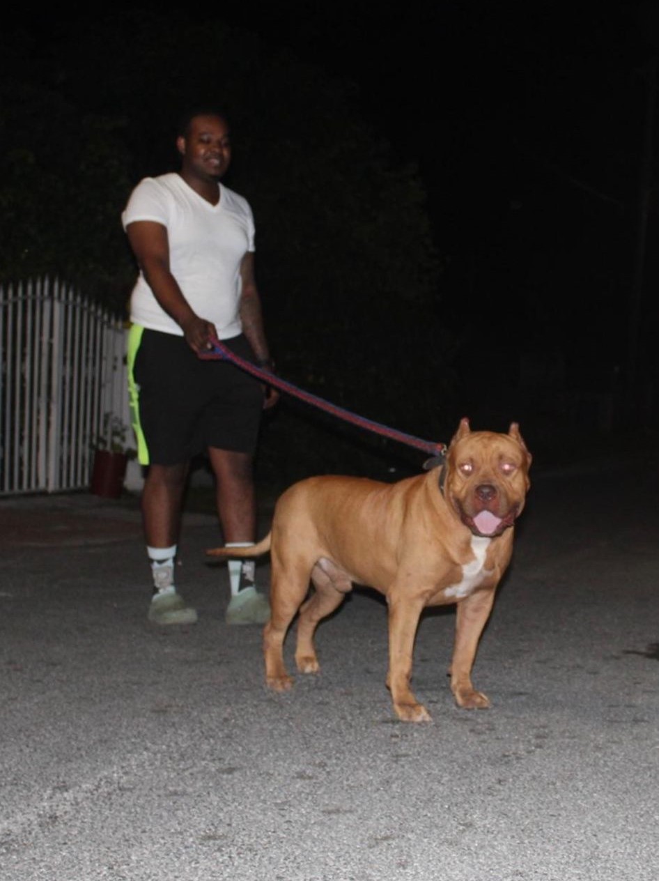 Dog Featured Image