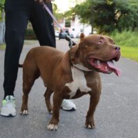 Dog Featured Image