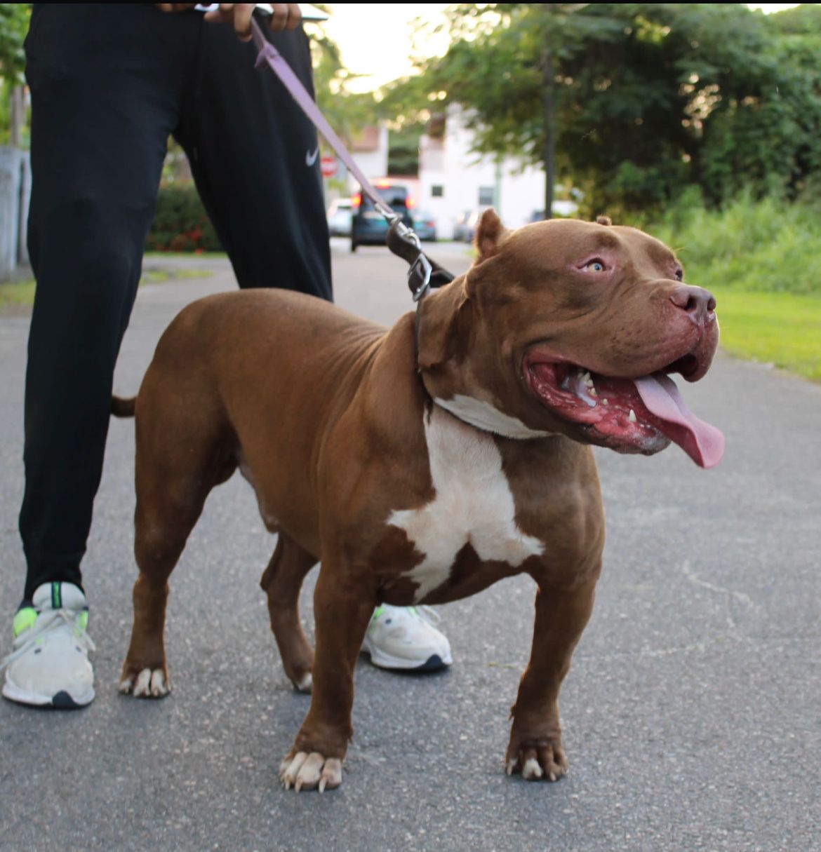 Dog Featured Image