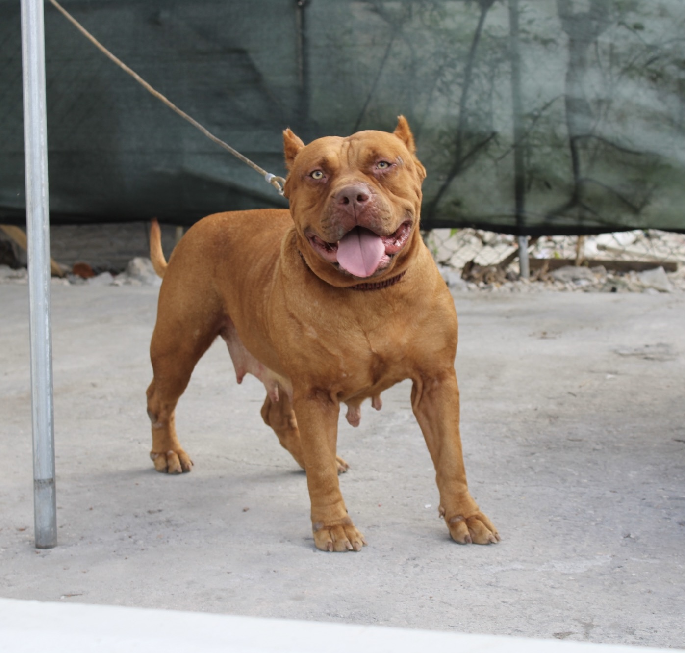 Dog Featured Image