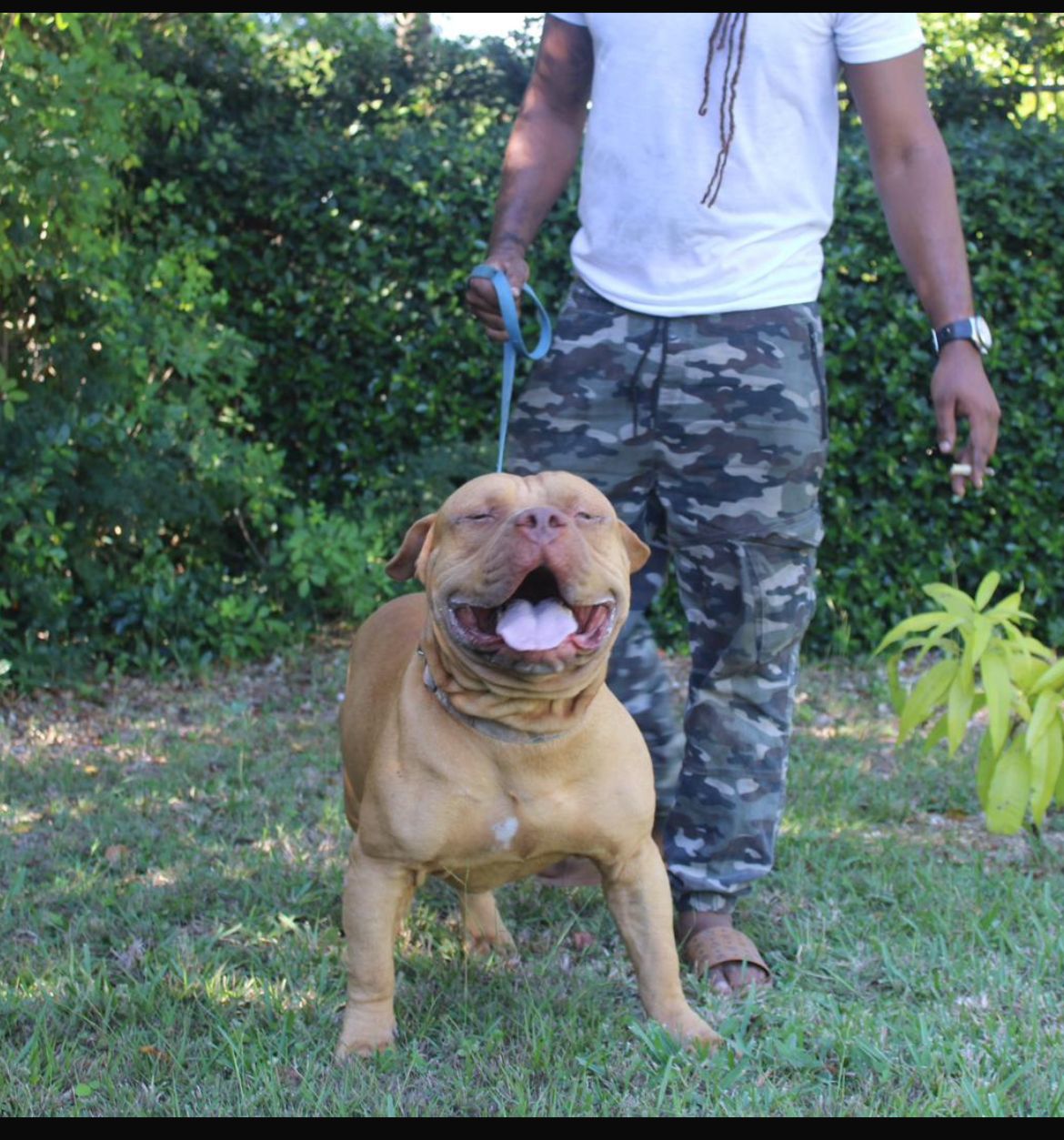 Dog Featured Image