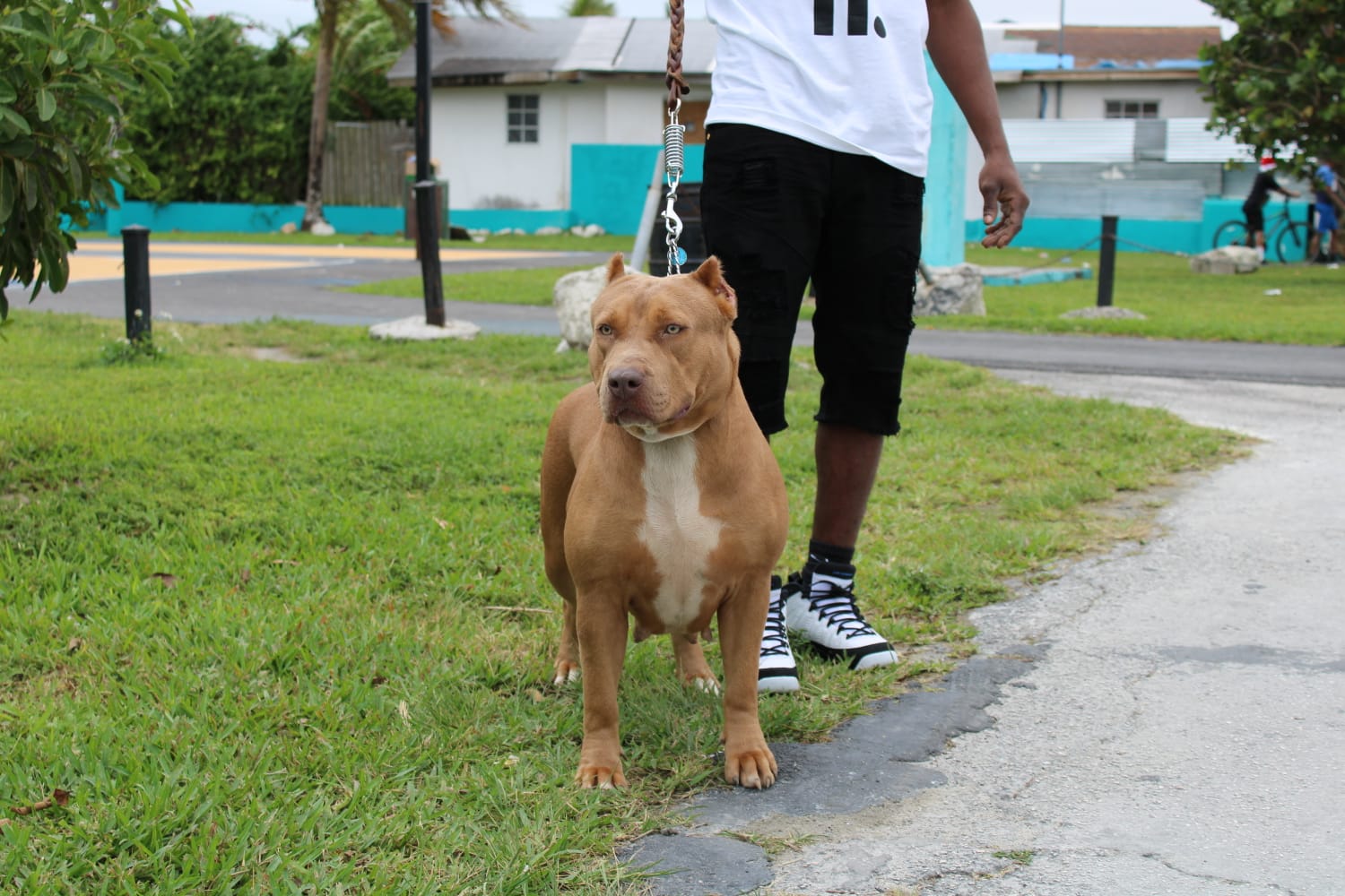Dog Featured Image