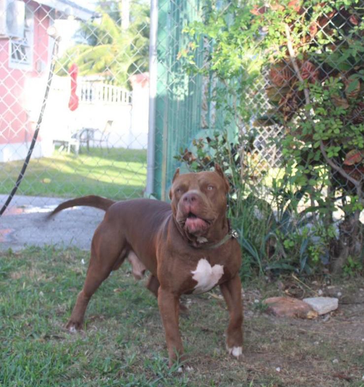 Dog Featured Image