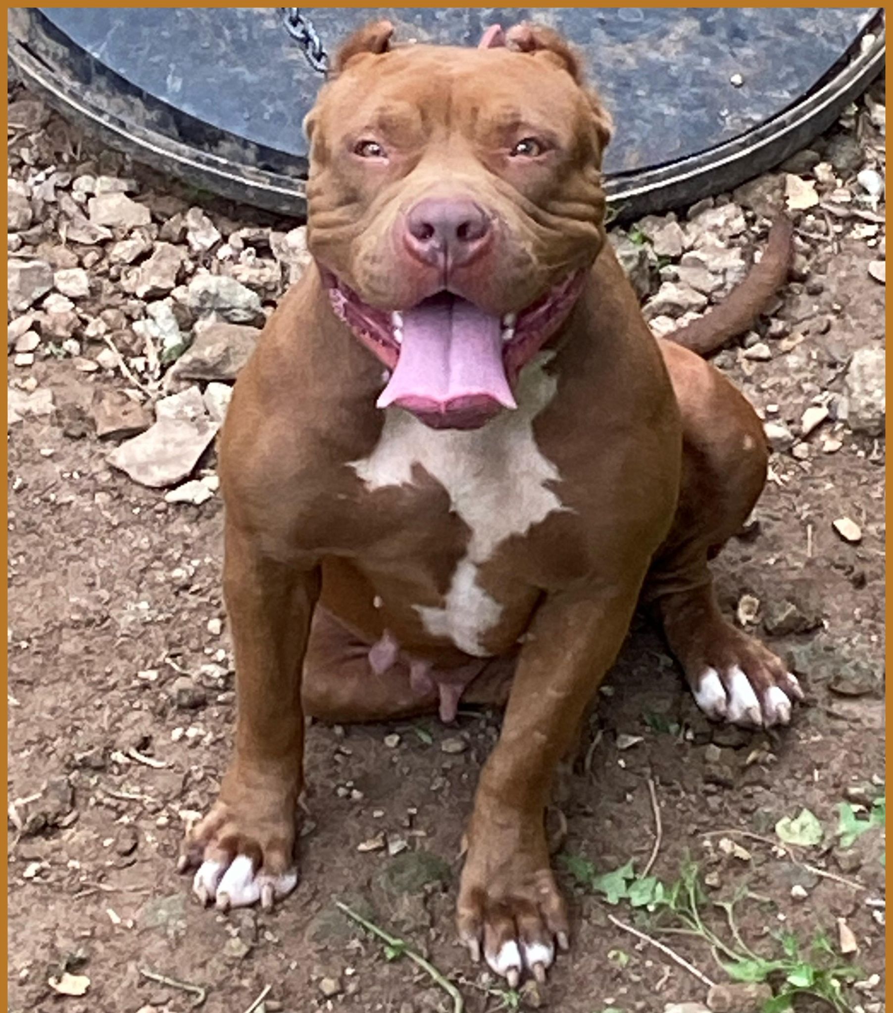 Dog Featured Image
