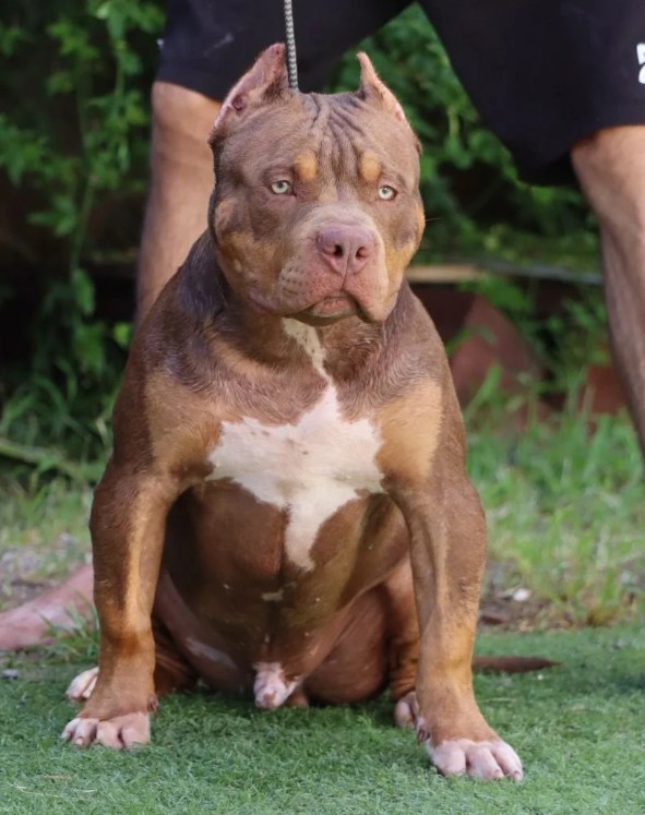 Dog Featured Image