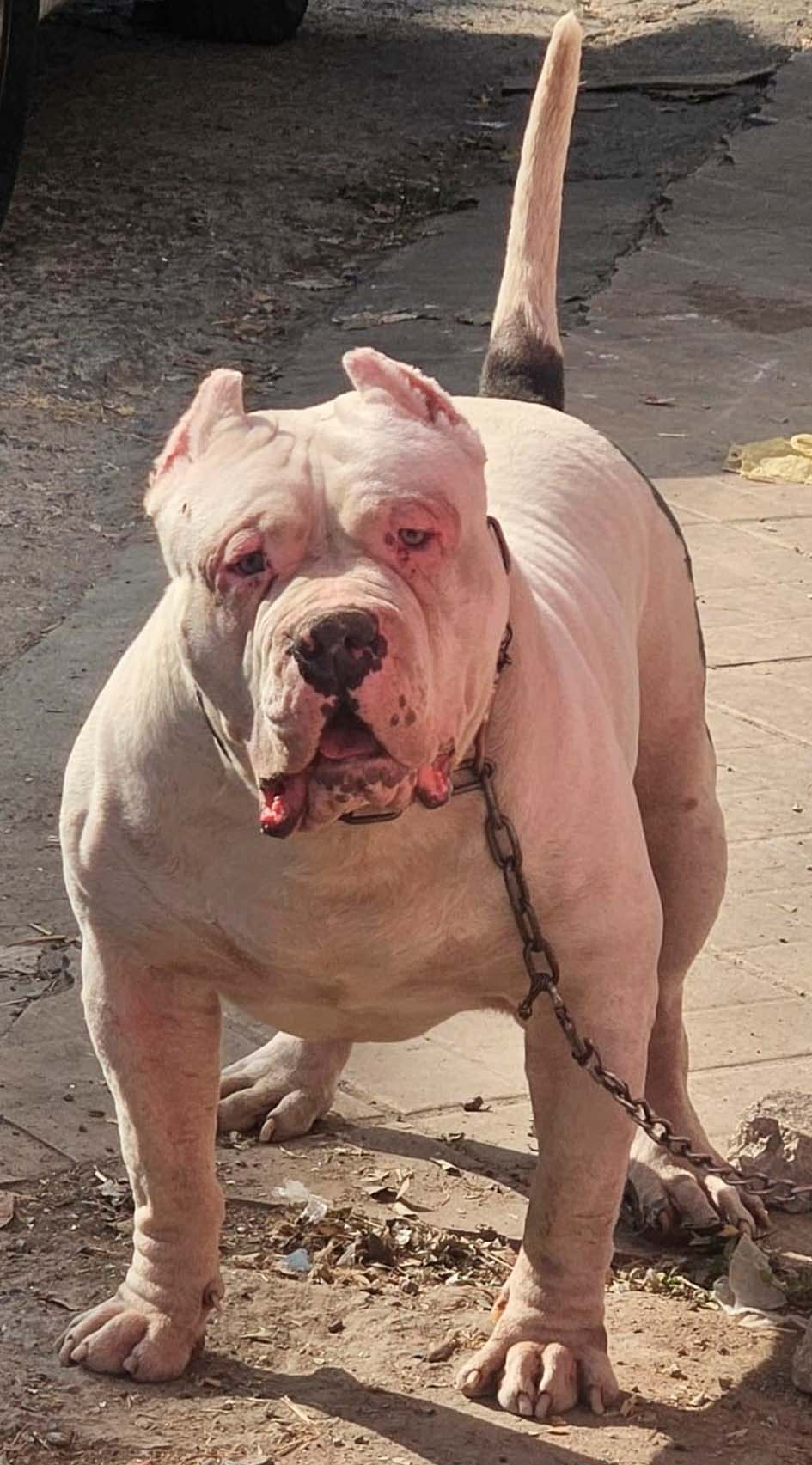 Dog Featured Image