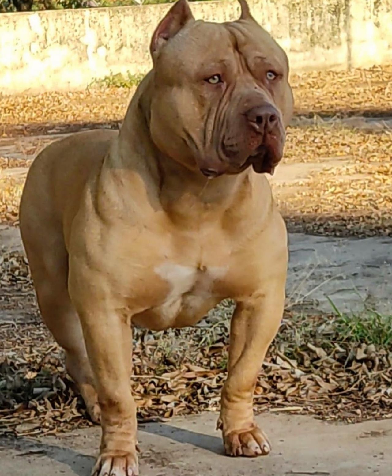 Dog Featured Image