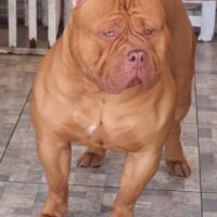 RAV BULL KENNEL SAGAT