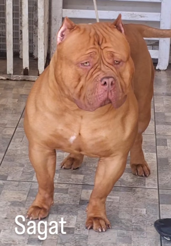 Dog Featured Image