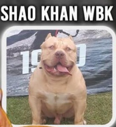 Dog Featured Image