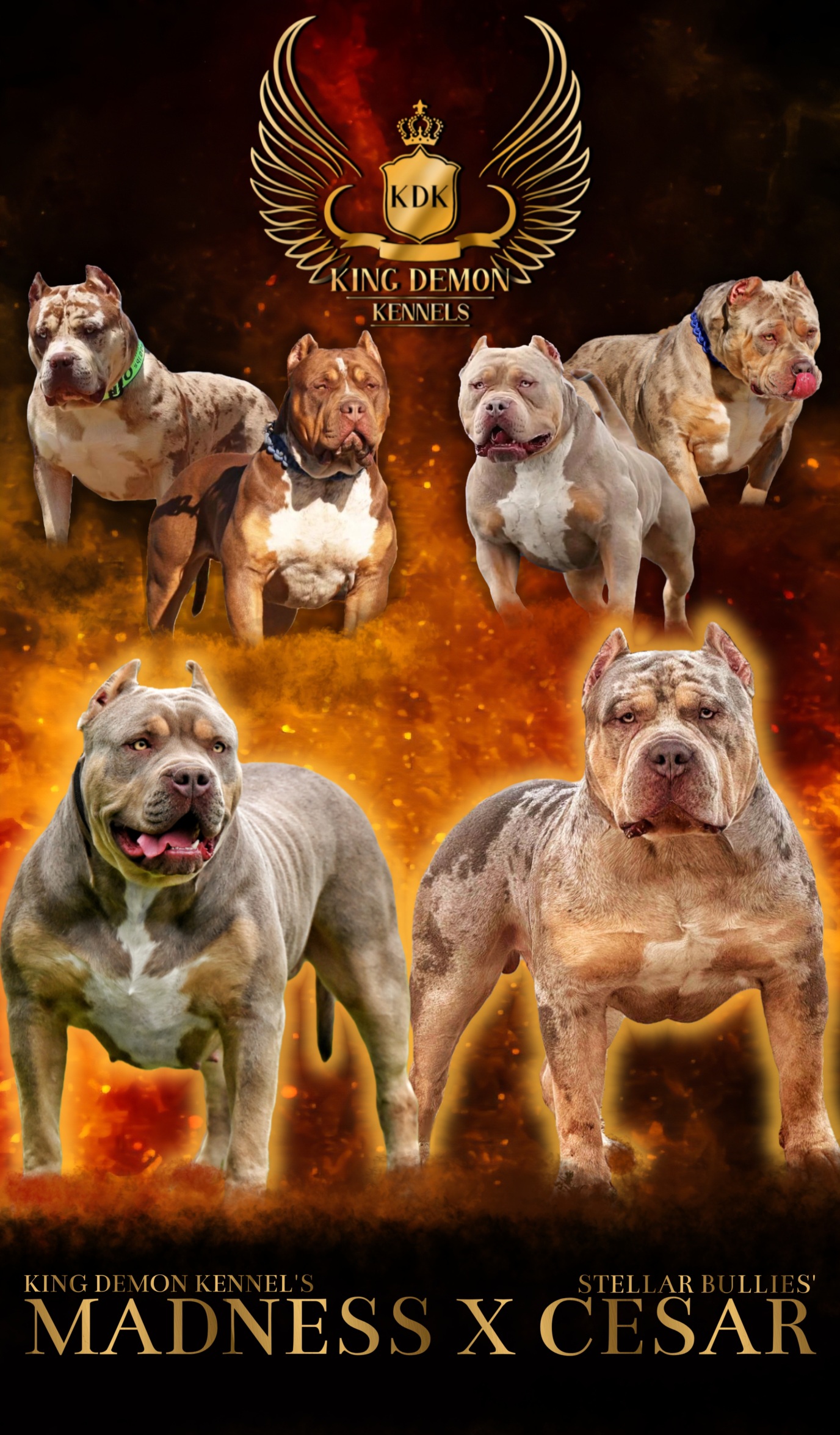 Dog Featured Image