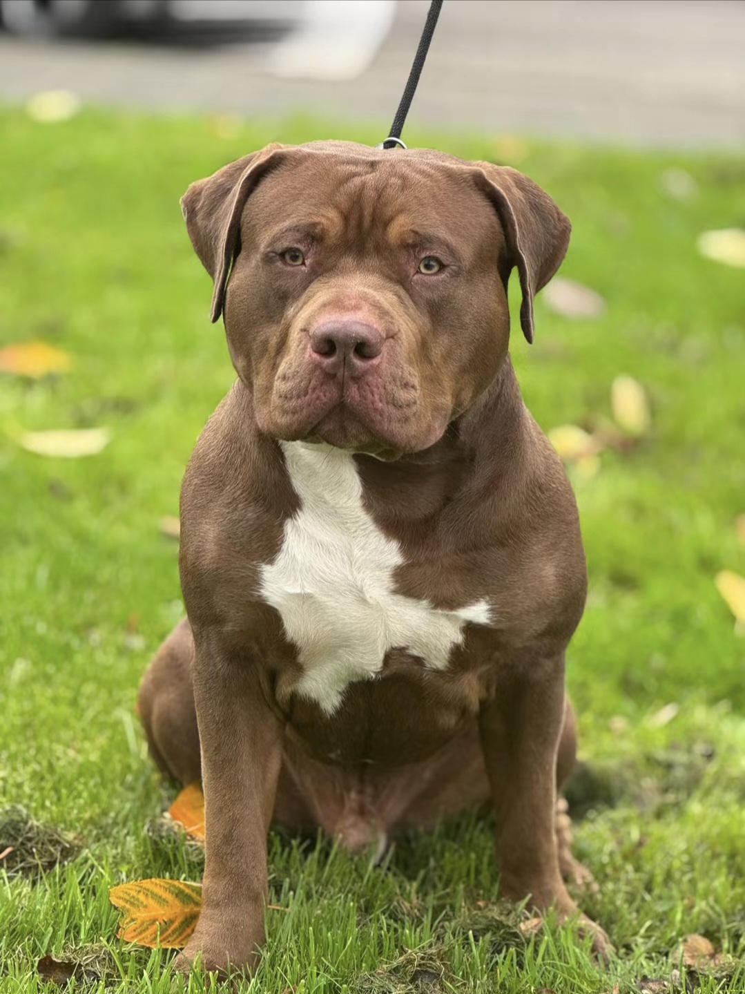 Dog Featured Image