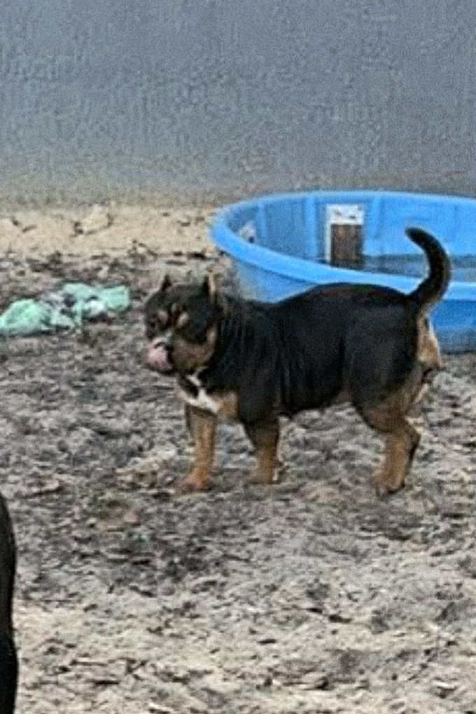 Dog Featured Image