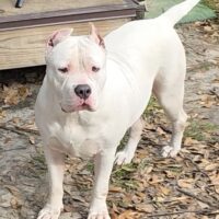 DCG’S SUGAR BEAR