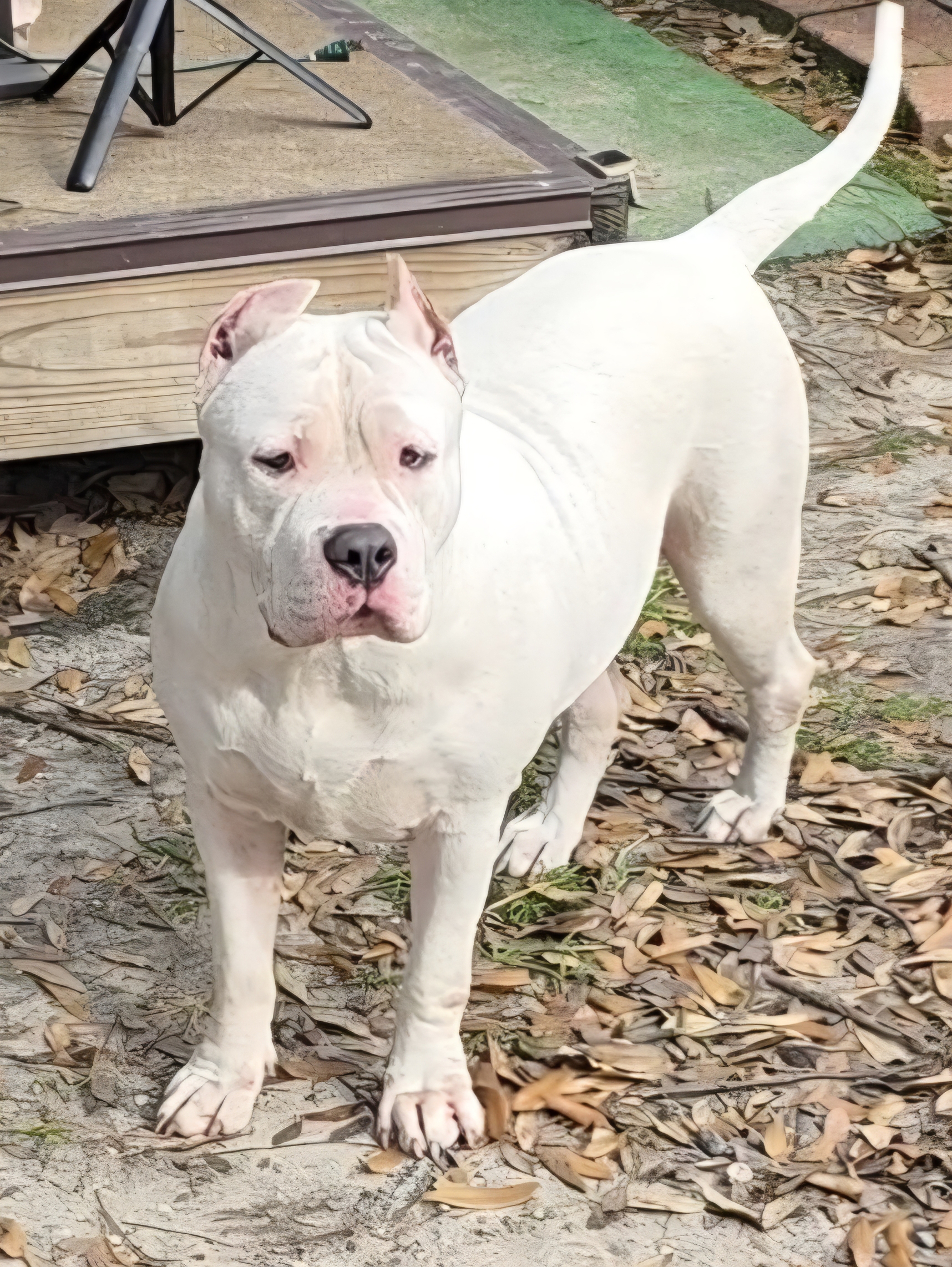 Dog Featured Image