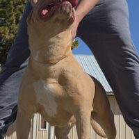TruSkillBullies Delilah