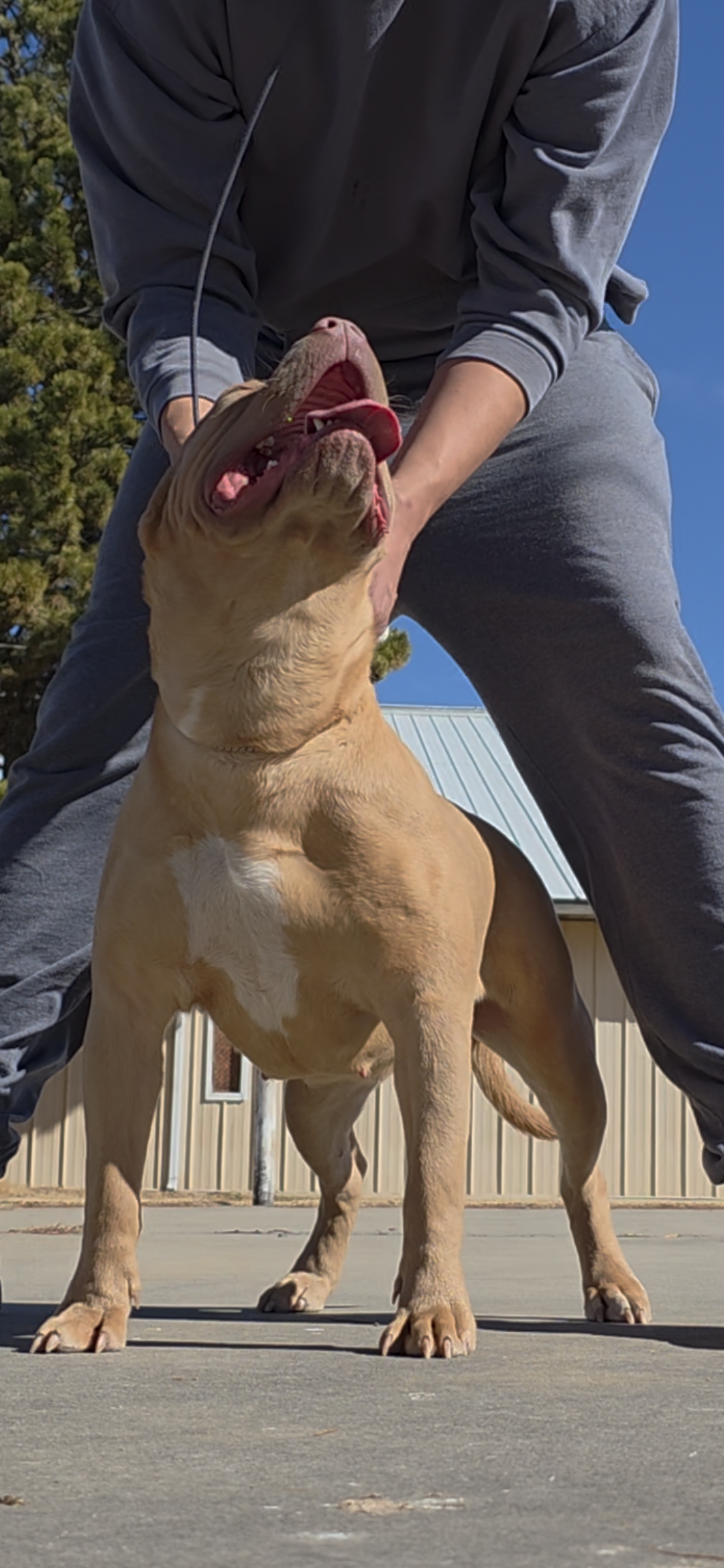 Dog Featured Image
