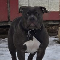 ASSASSINZ BULLIEZ’ DEADLY TOY
