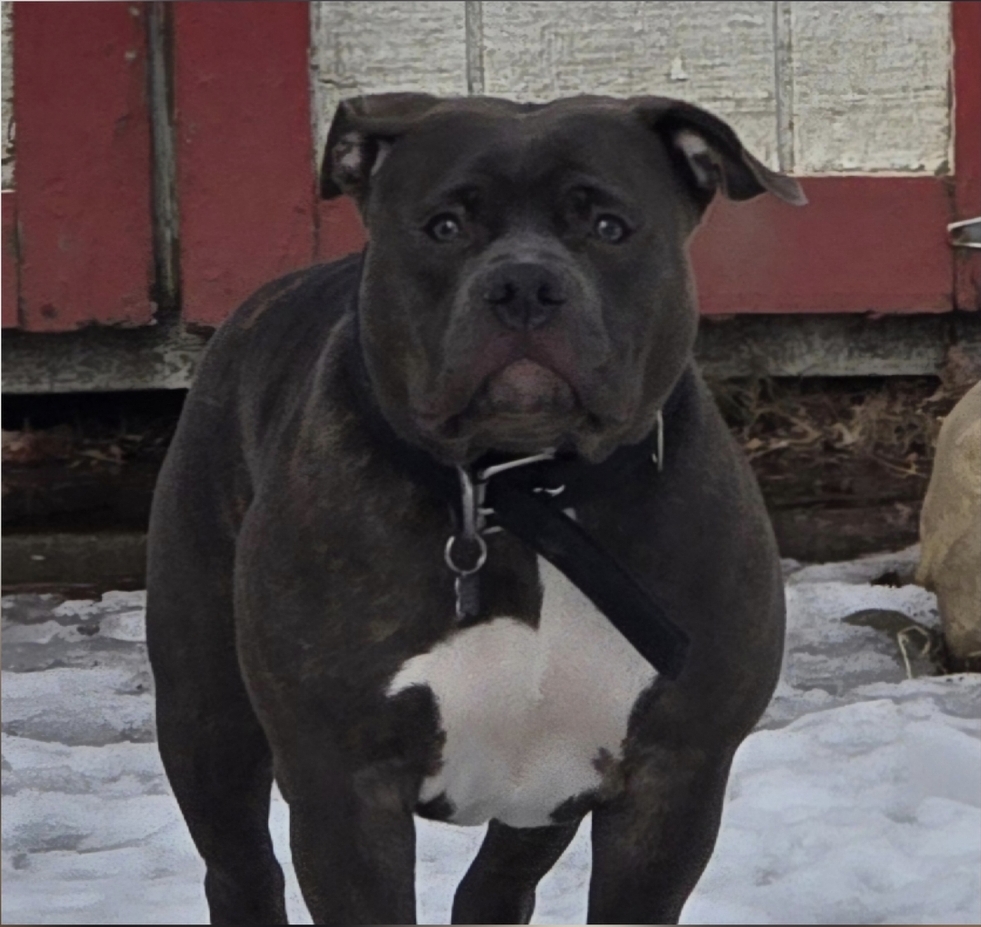 Dog Featured Image