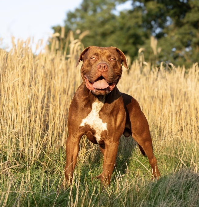 Dog Featured Image
