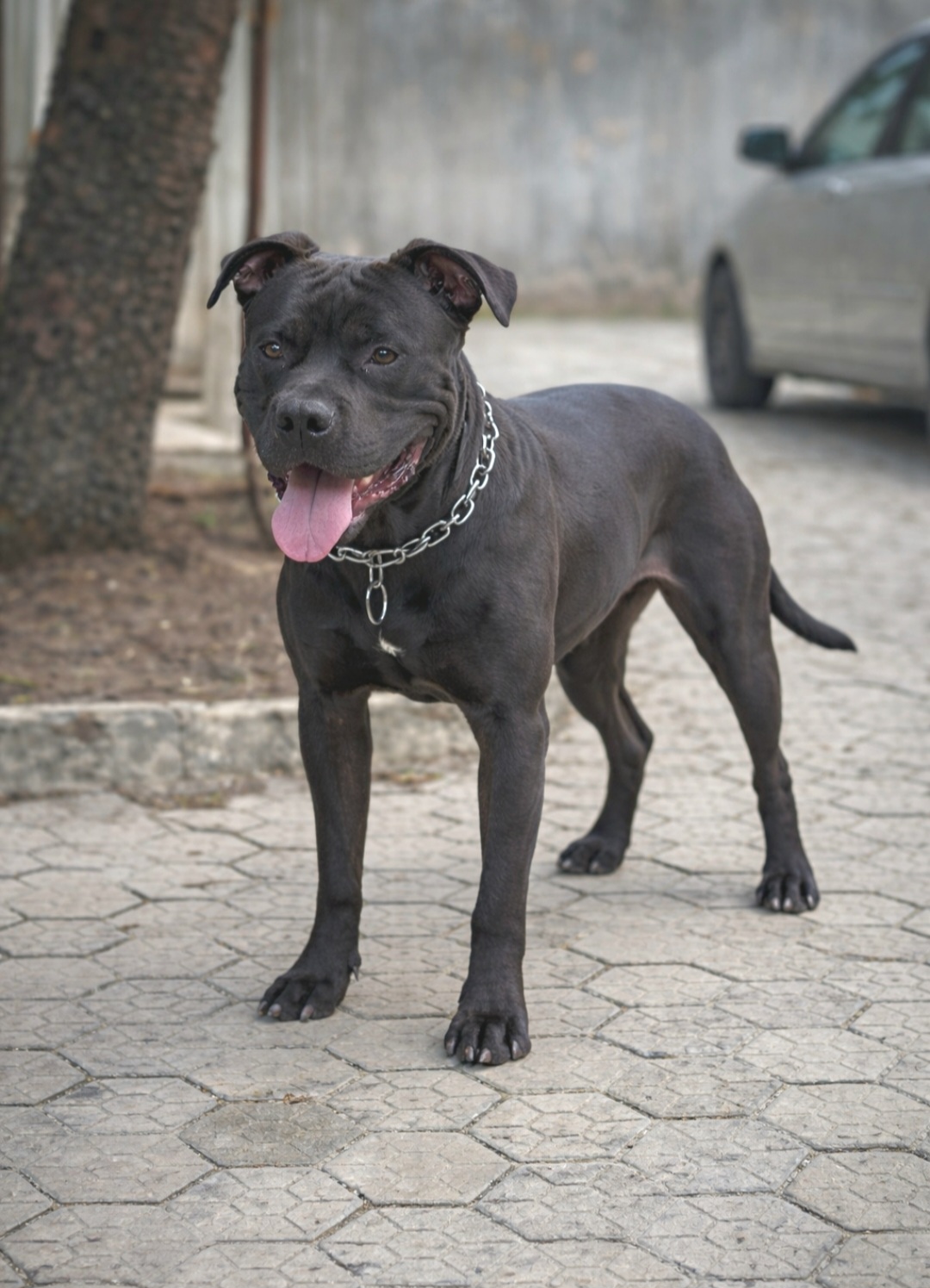 Dog Featured Image