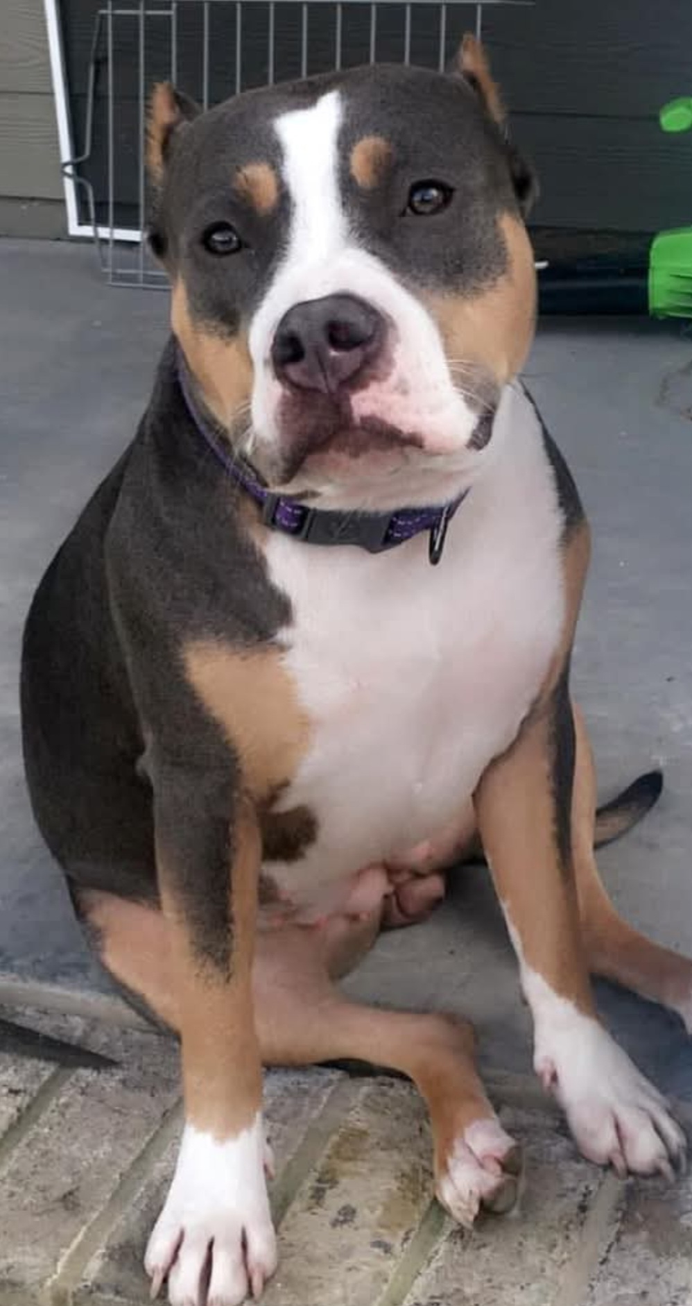 Dog Featured Image