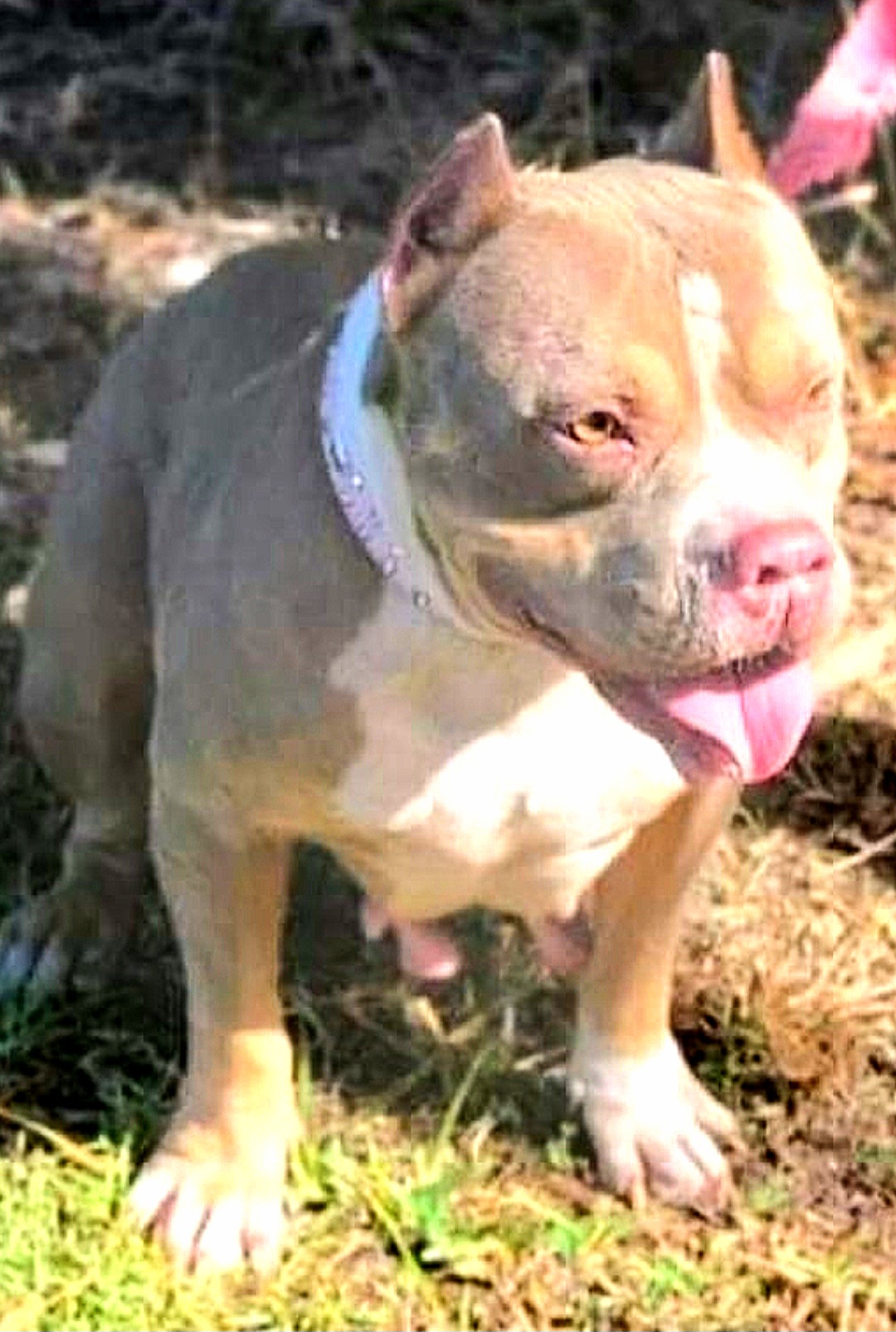 Dog Featured Image