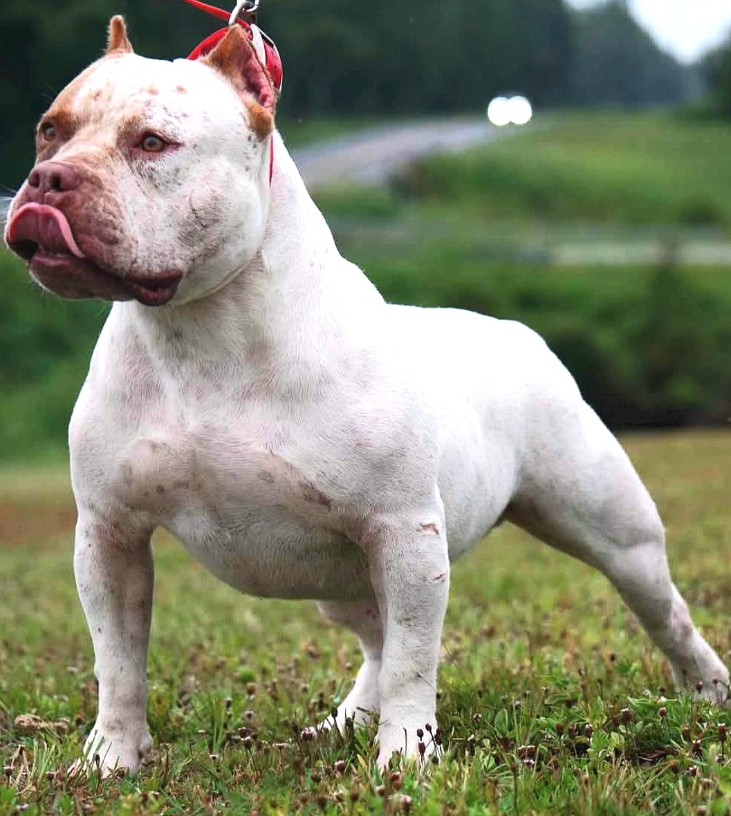 Dog Featured Image