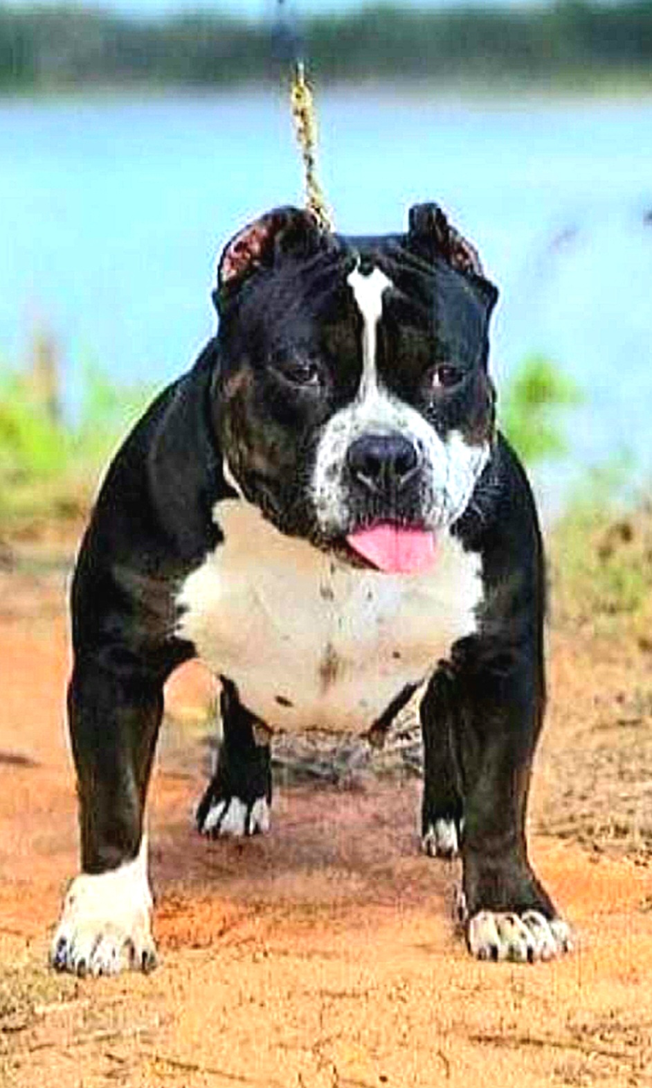 Dog Featured Image