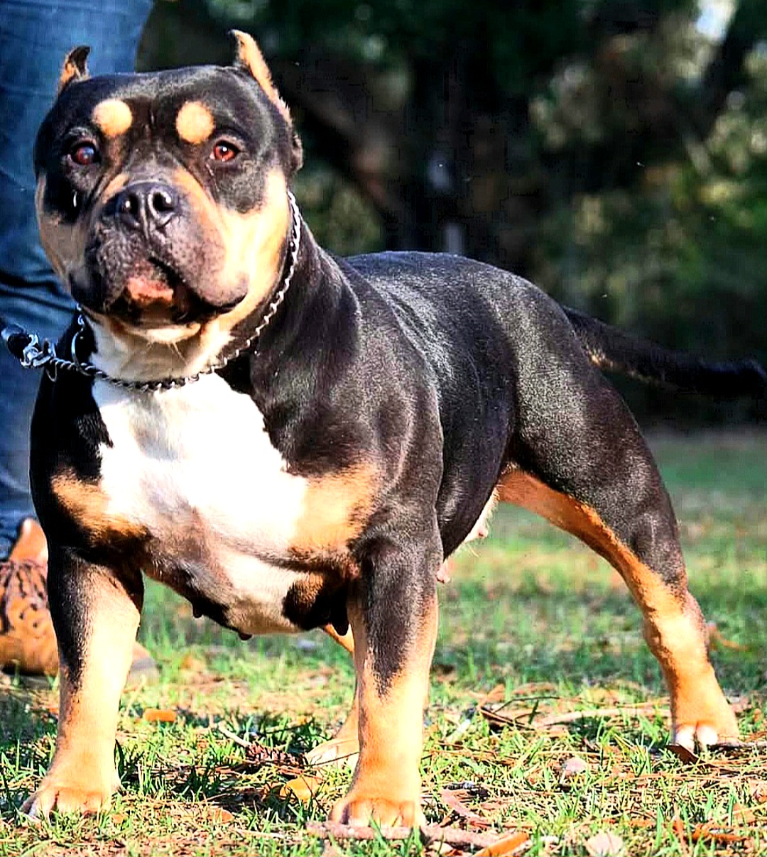 Dog Featured Image