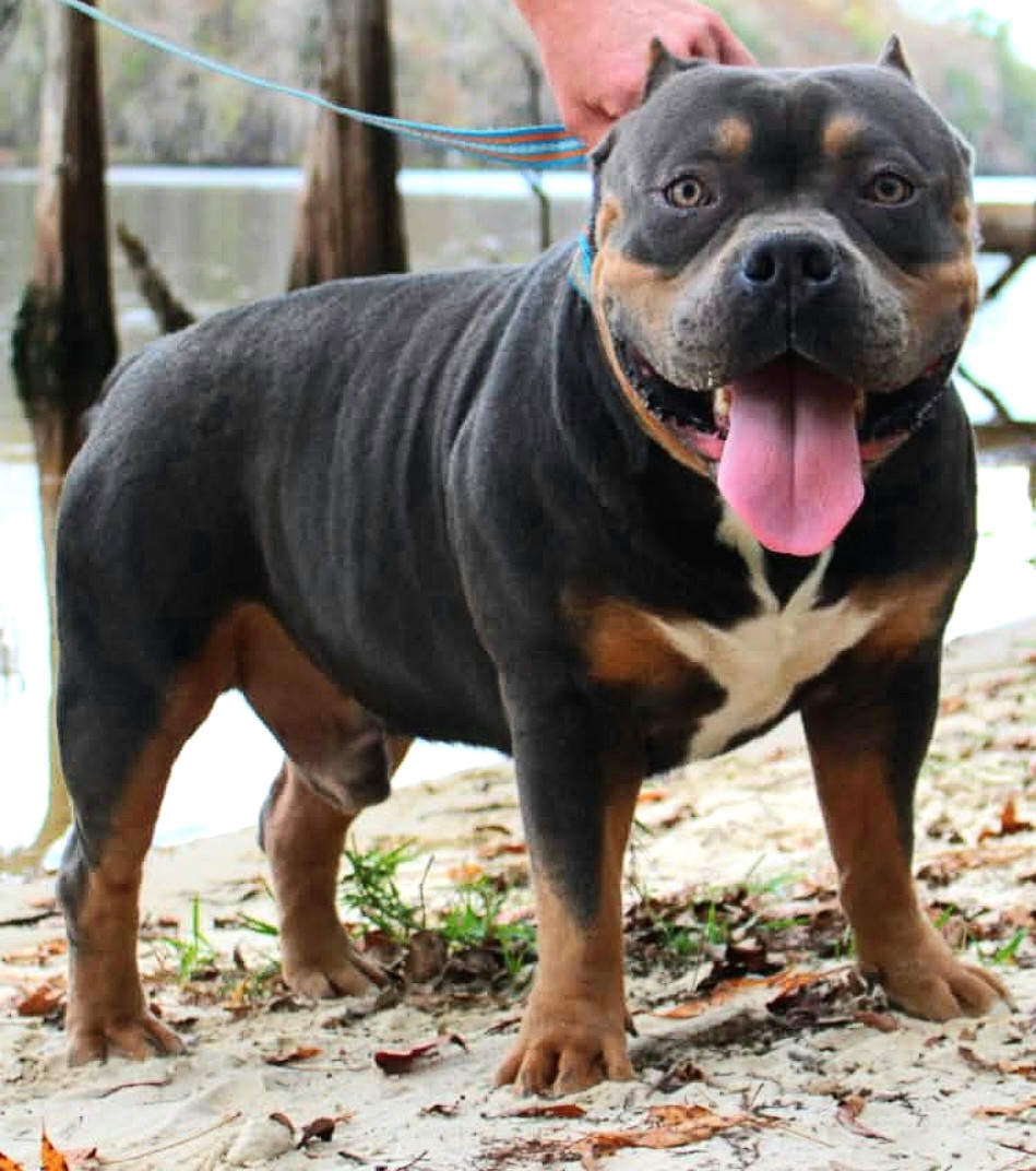 Dog Featured Image