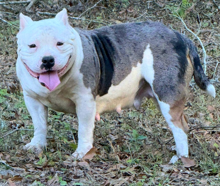Dog Featured Image