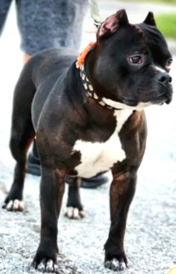 Dog Featured Image