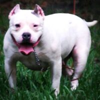 BOMBSQUADS SUGAR OF FCB