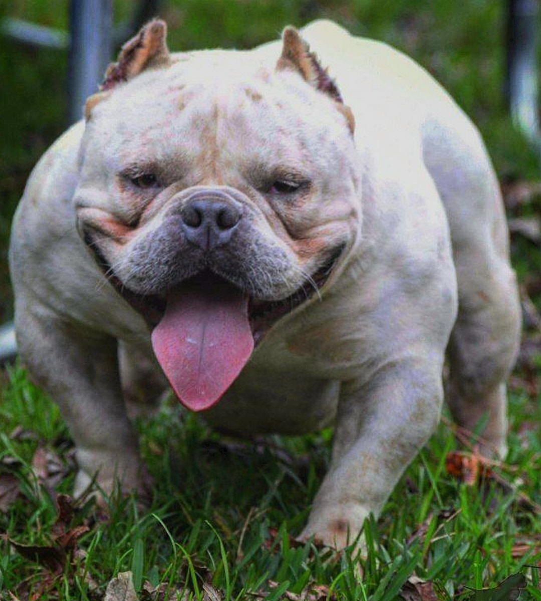 Dog Featured Image
