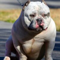 1st COAST BULLYS KASPER
