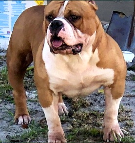 Dog Featured Image