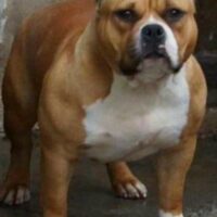 LPKENNEL ANNABELLE