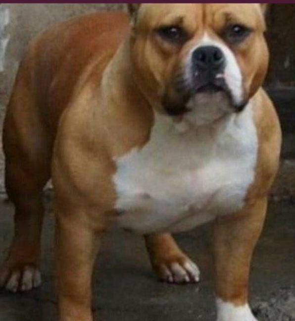Dog Featured Image