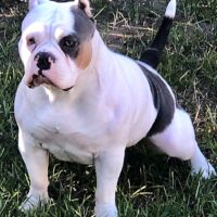GLEZBULLZ 916 PHEBE