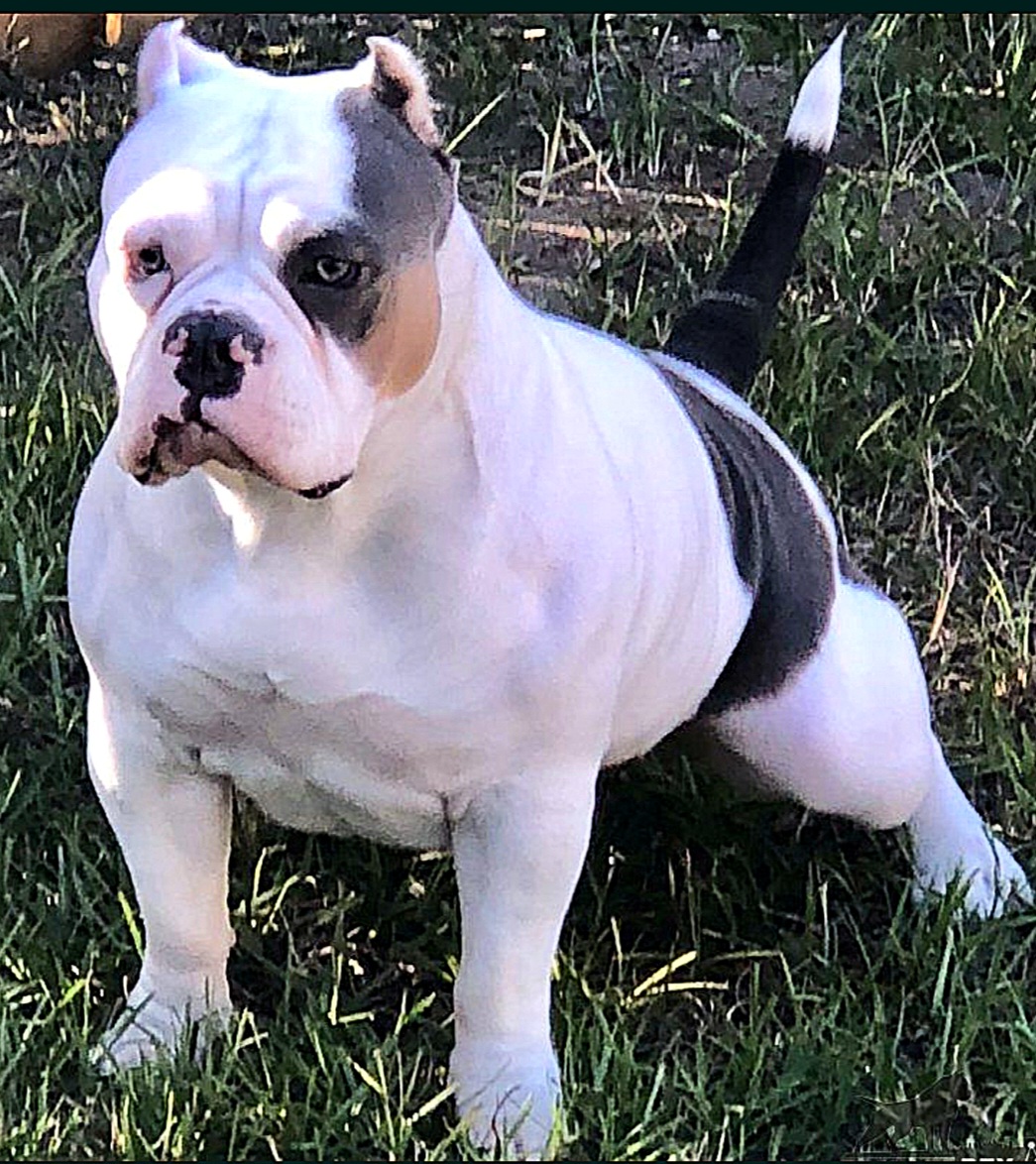 Dog Featured Image
