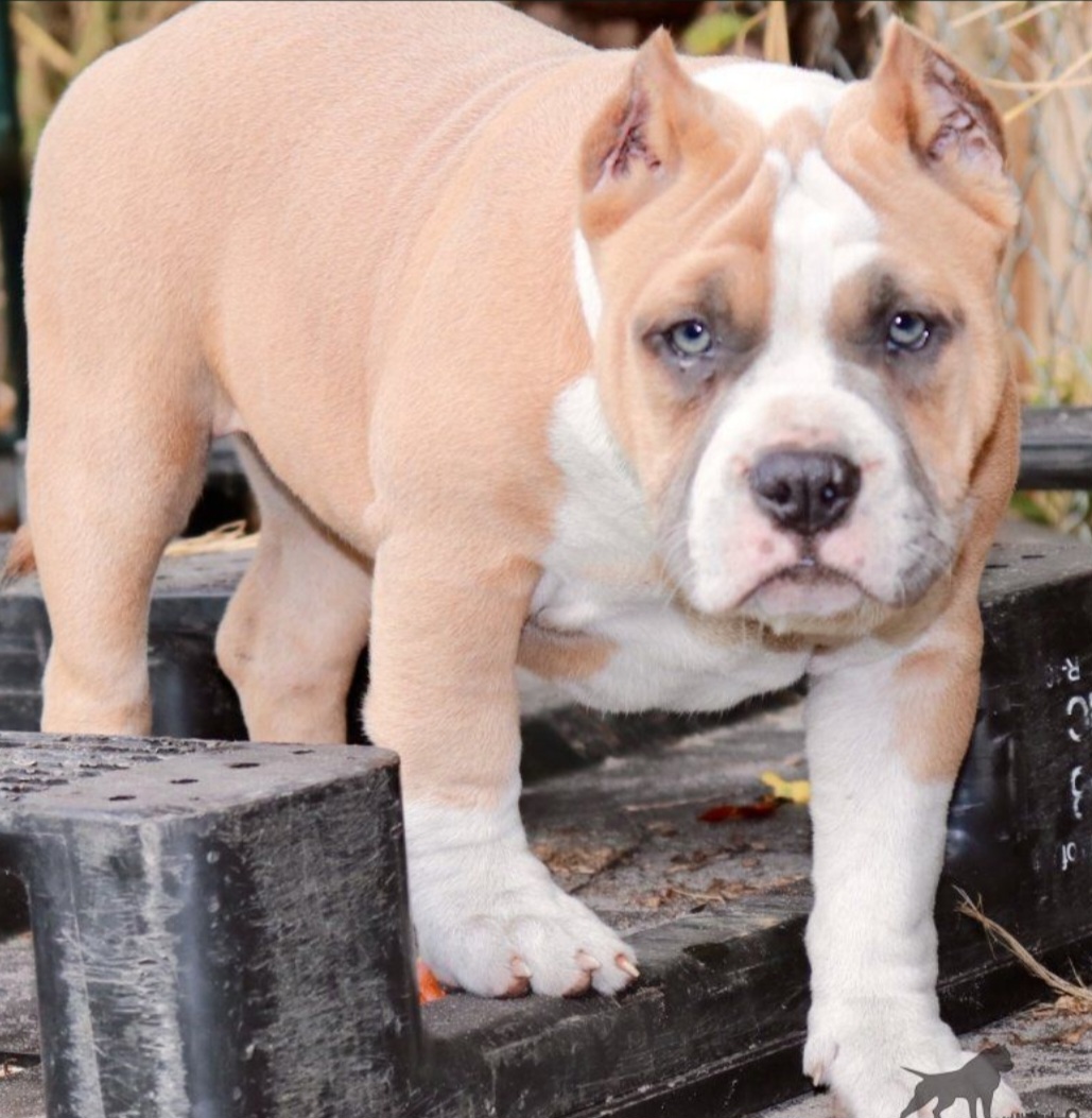 Dog Featured Image